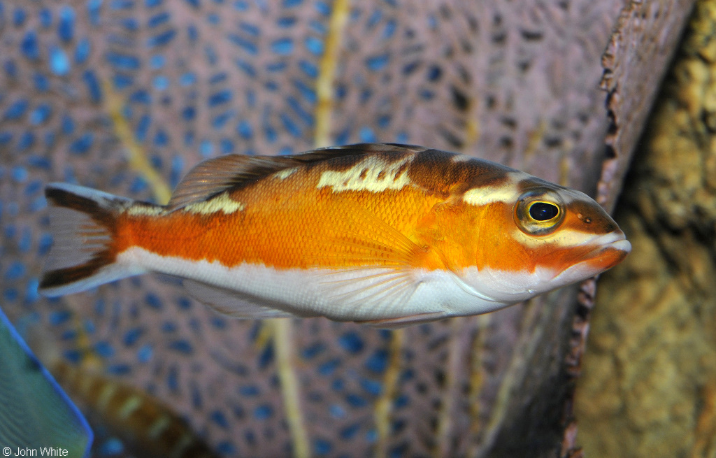 Serranus tabacarius